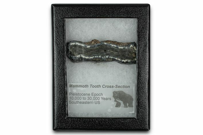Mammoth Molar Slice With Case - South Carolina #349989